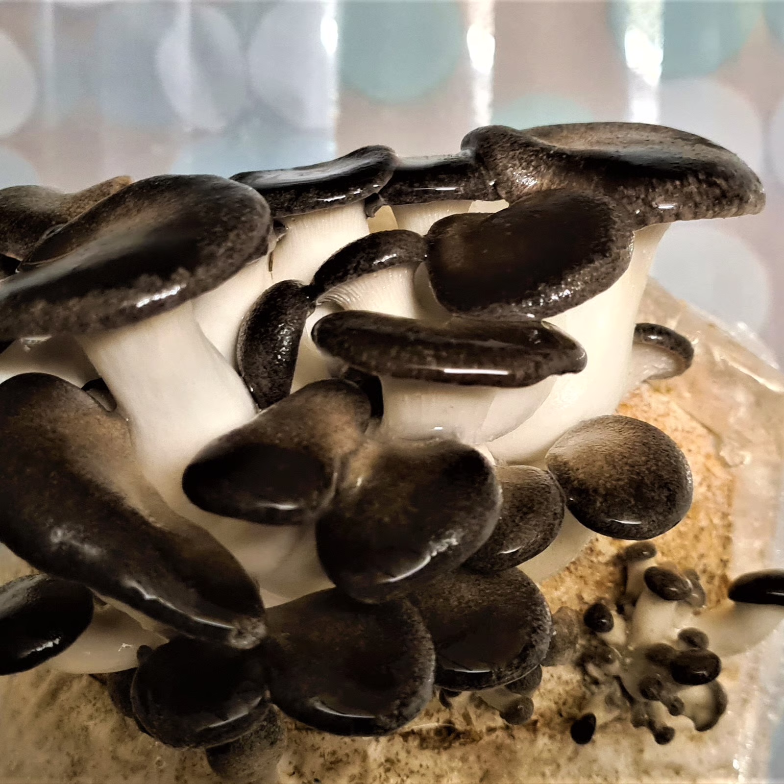 Black Pearl King Oyster – Schwarzer Kräuterseitling