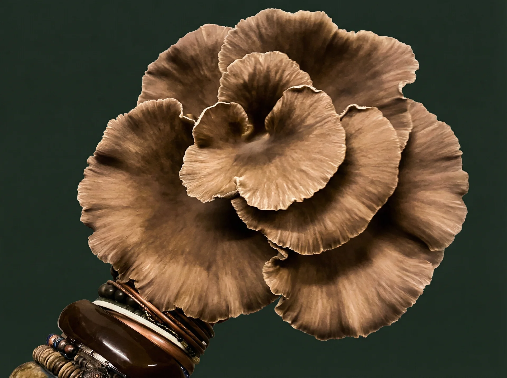 Frische Kastanienseitlinge – ganzjährig verfügbar