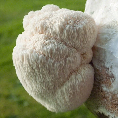 Lion's Mane – Igelstachelbart
