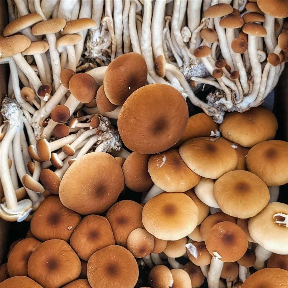 Pioppino – Agrocybe aegerita